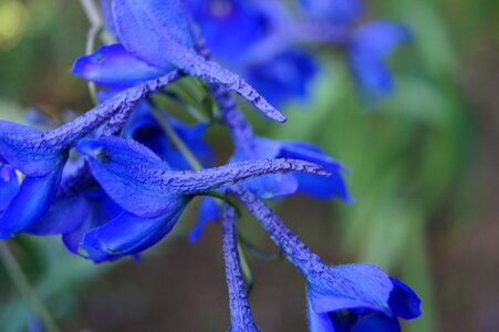 Plant a garden flower a garden plant