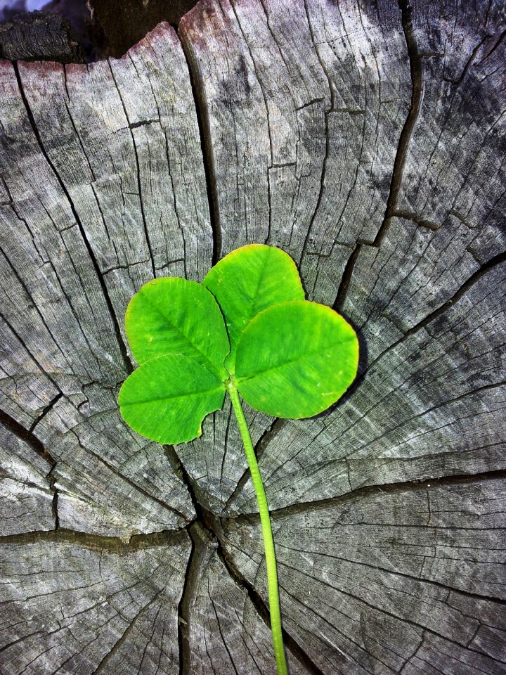 Shamrocks vierblättrig lucky clover