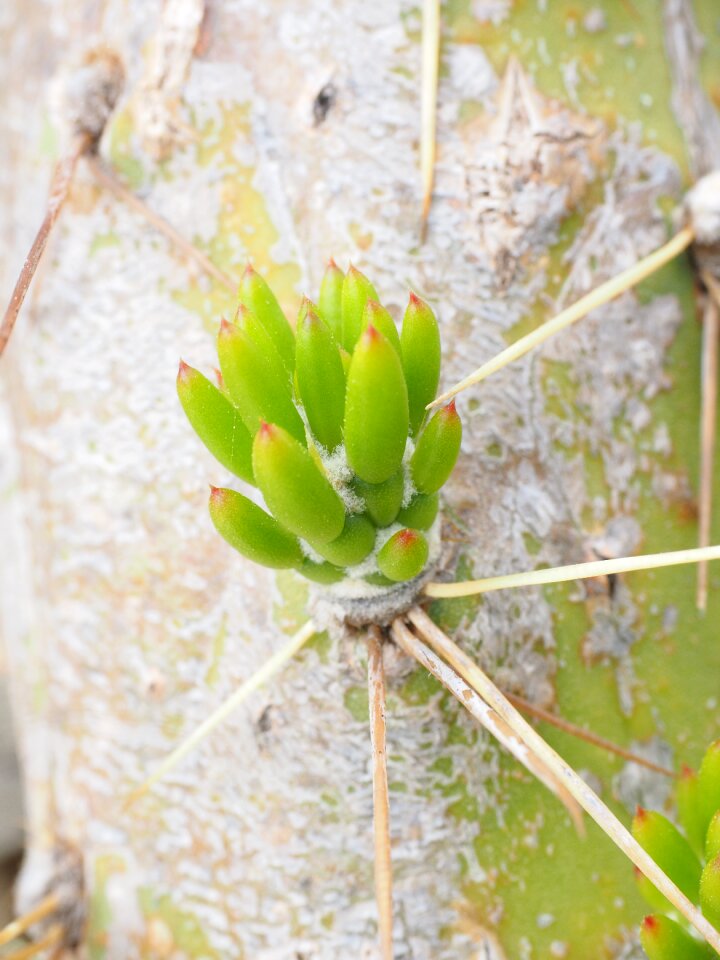 Foliation green austrocylindropuntia subulata