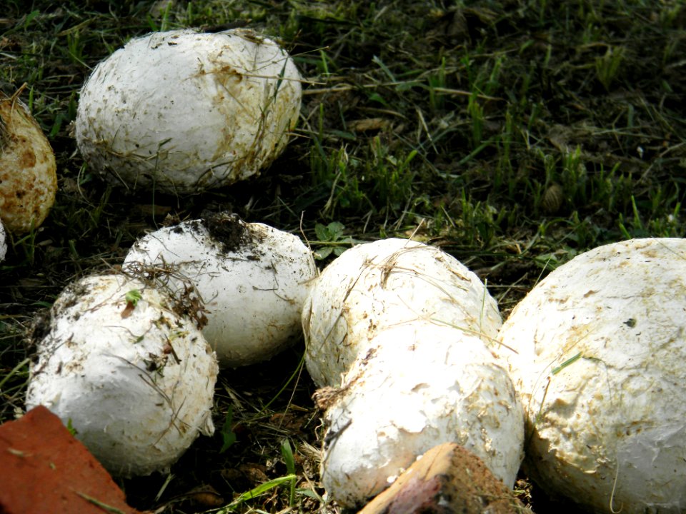 Puff Ball Mushrooms 2