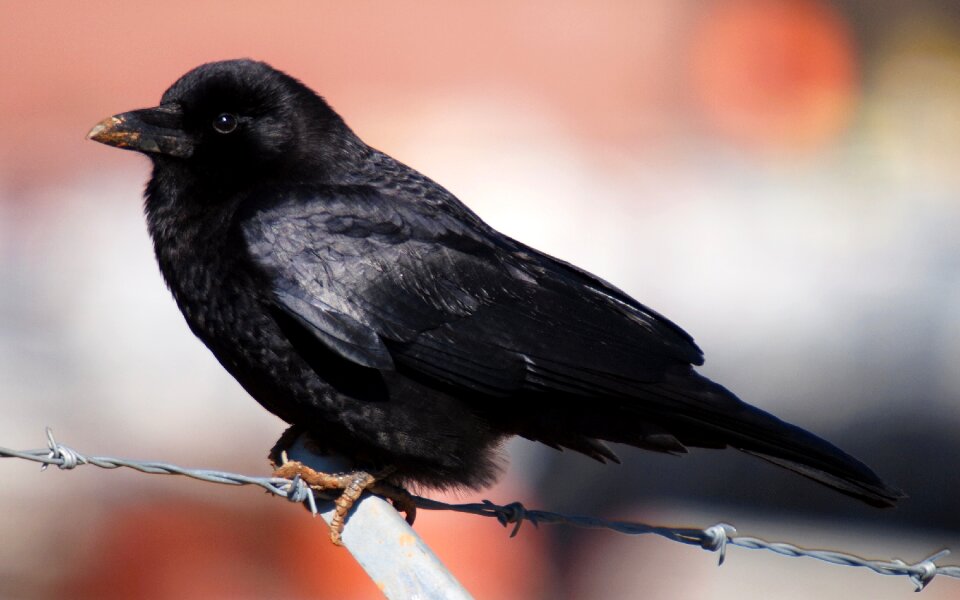 Black nature wildlife