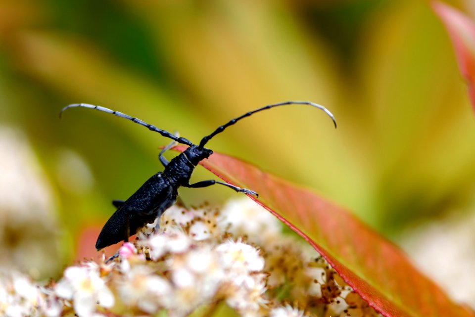 GRAND CAPRICORNE DU CHÊNE (Cerambyx cerdo)