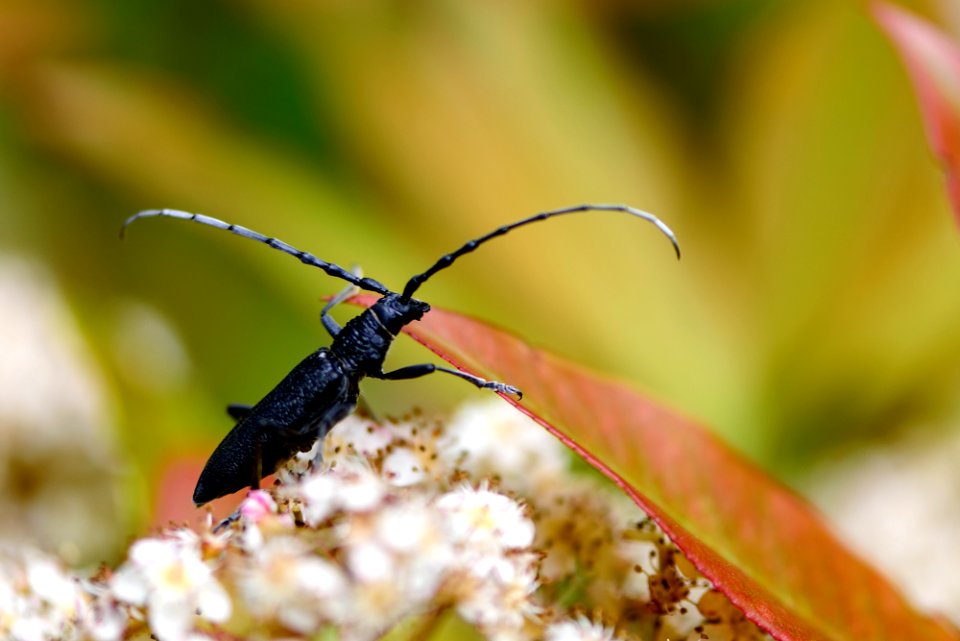 GRAND CAPRICORNE DU CHÊNE (Cerambyx cerdo) photo