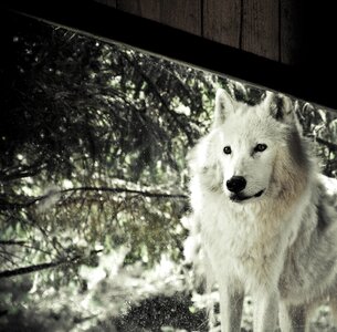 Eyes animal wild