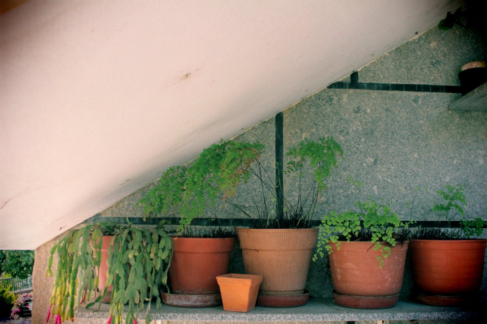 o poder das flores