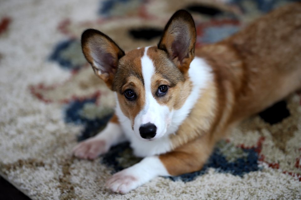 Treat + Training Time