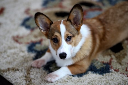Treat + Training Time