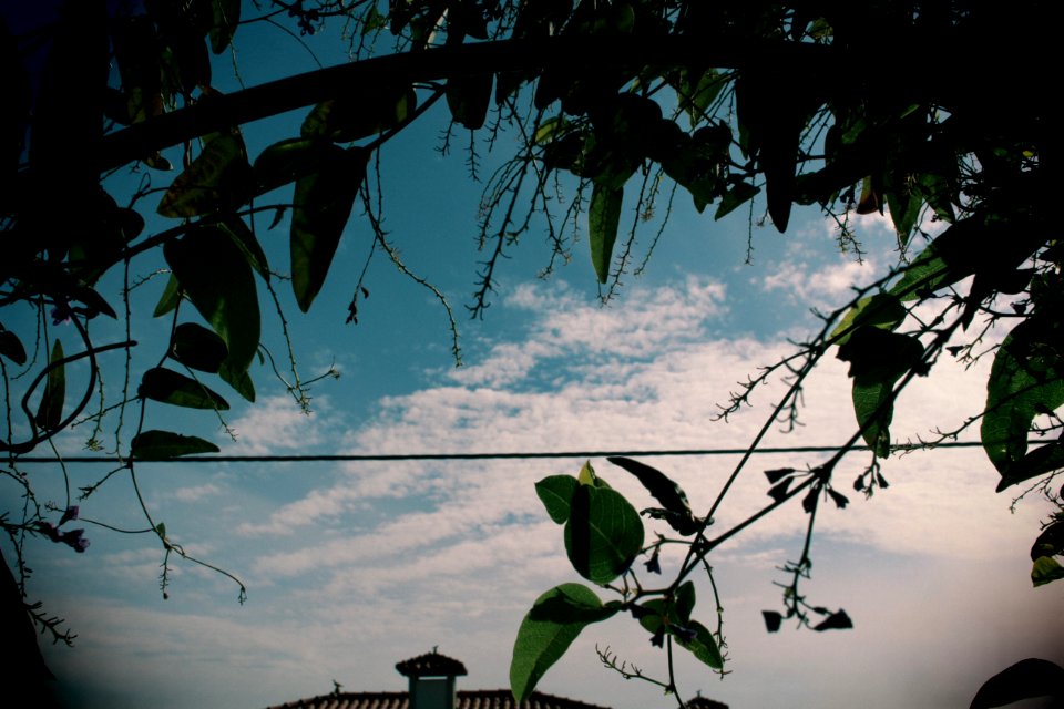 o poder das flores