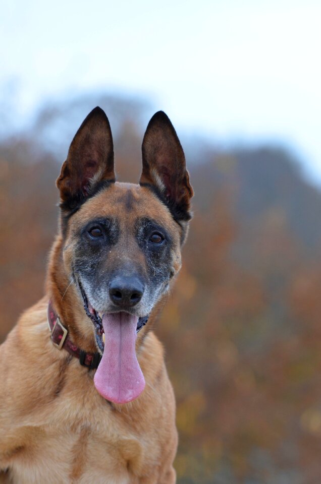 Attention friendly belgian shepherd dog