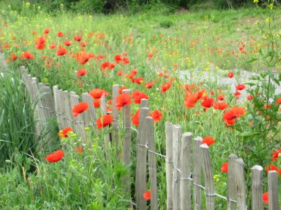 Blumen