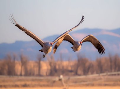 The flight of Two