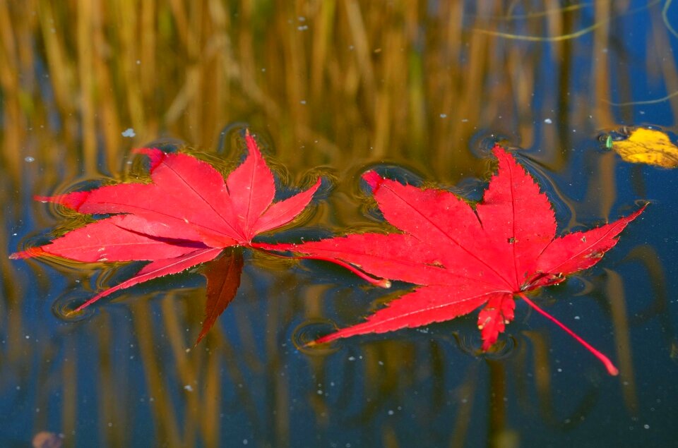 Water pond mood