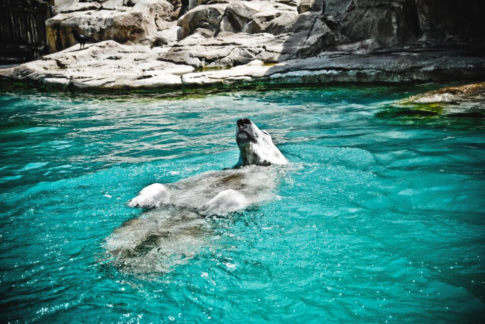 White swimming animal