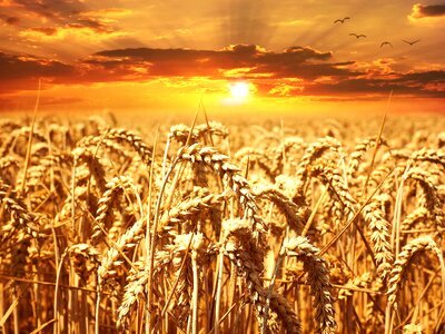 Grain cornfield sunset photo