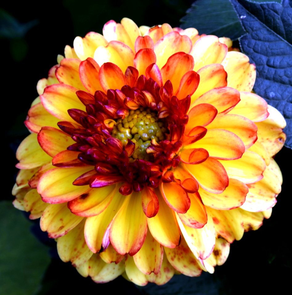 Dalia, georginia (Dahlia Cav.) photo