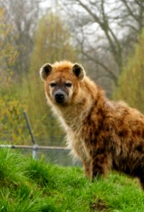 Bonte Hyena Zie Zoo volkel