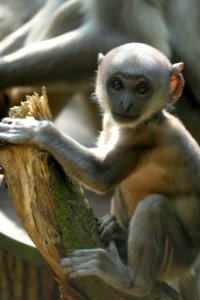 ik ben nog maar klein -Gray Langoer in Artis