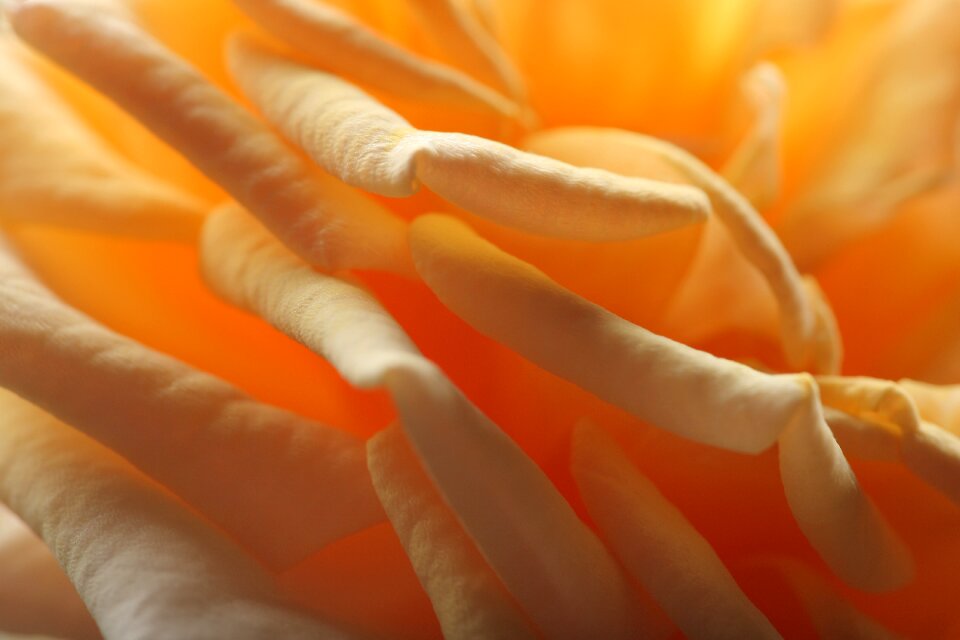 A yellow flower bud bright