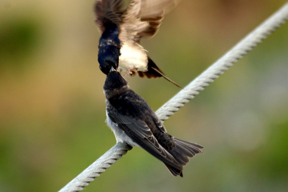 golondrina alimentando polluelo photo