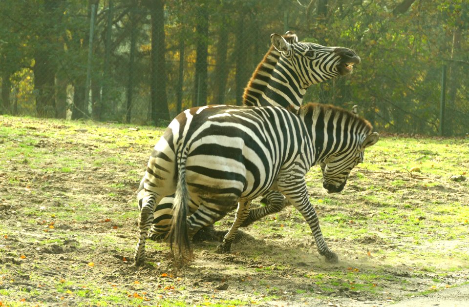 vechtend in Beekse bergen