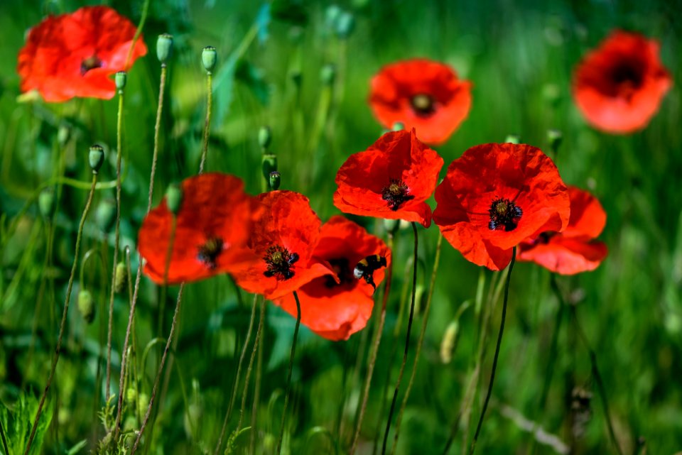 coquelicots - poppies - Mohnblumen