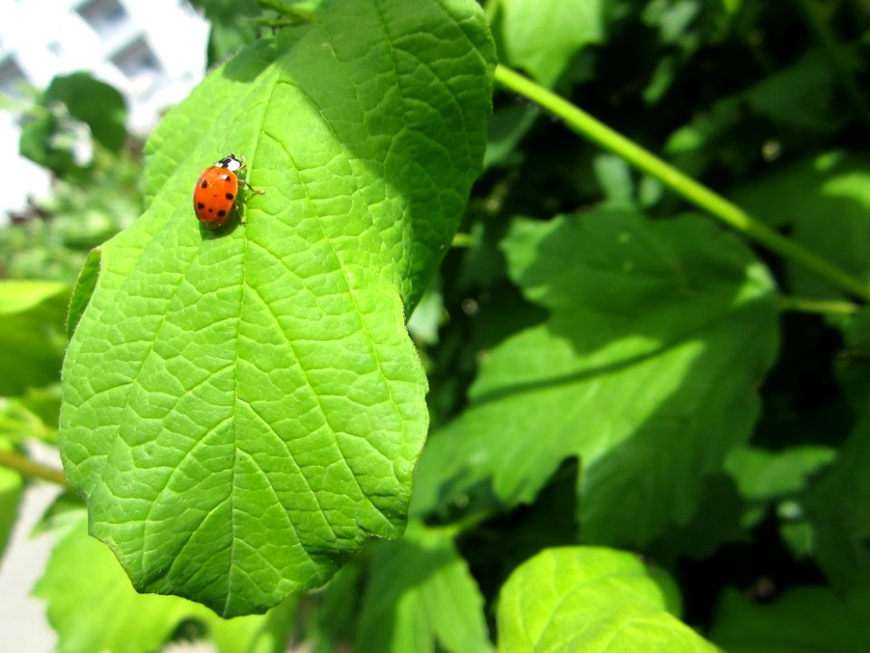 Insekten (Marienkäfer etc.)