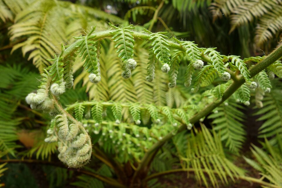 Plant leaf fern young leaves