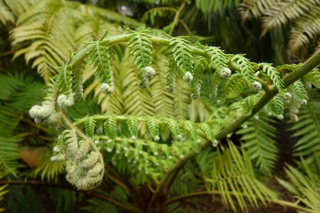 Plant leaf fern young leaves