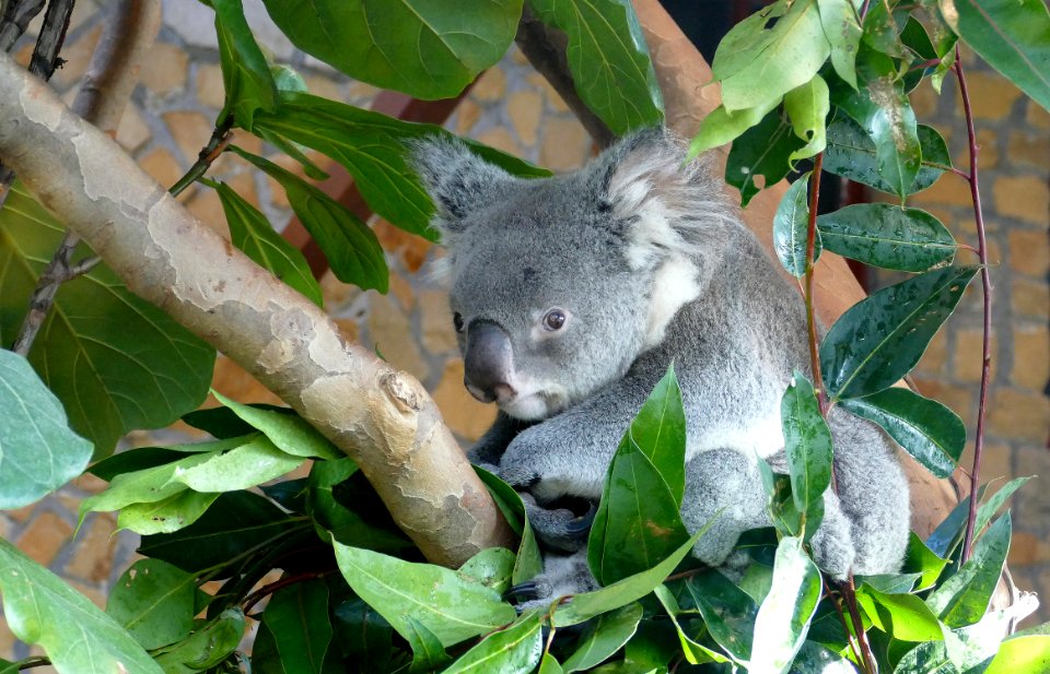 Koala in Antwerpen