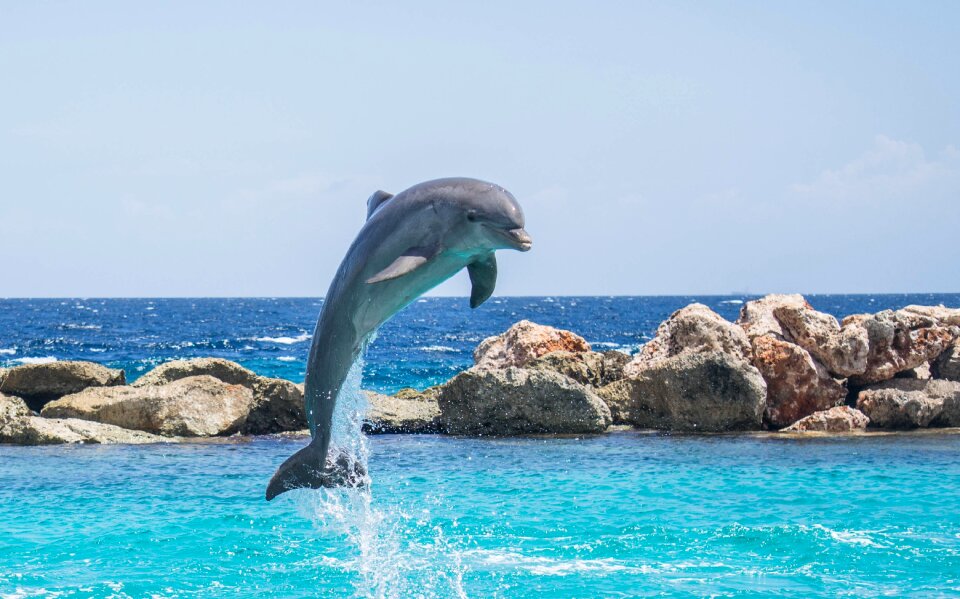 Fish animal ocean
