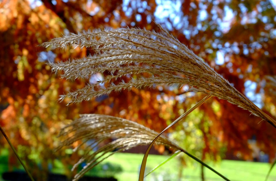 Shimmer bamboo grassedit this page autumn