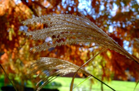 Shimmer bamboo grassedit this page autumn