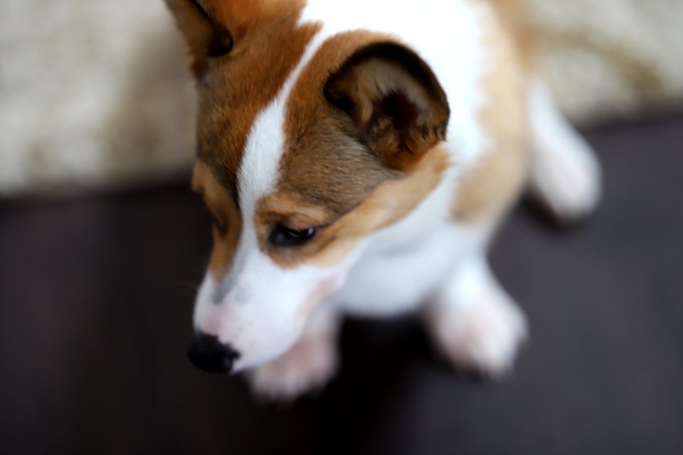 Treat + Training Time