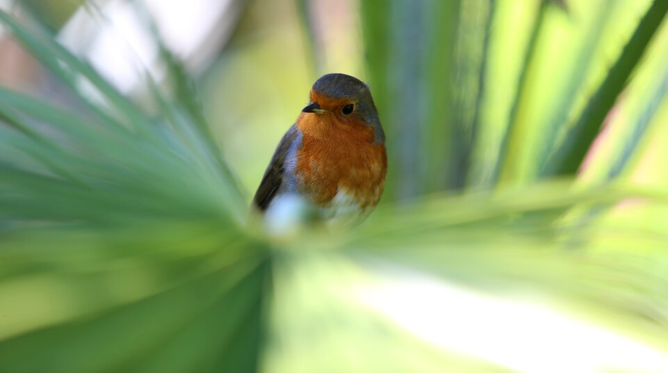 Red breast songbird palm tree