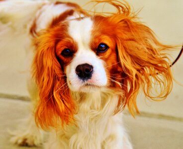 Pet animal fur