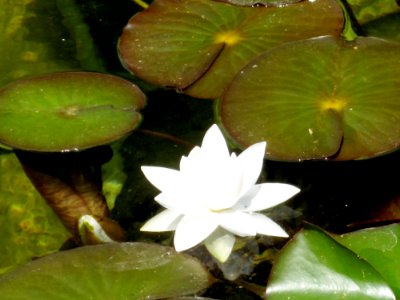 Blumen