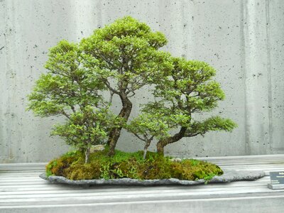 Decoration japanese garden