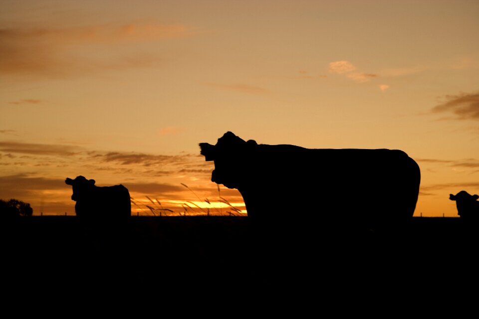 Farm ranch pasture photo