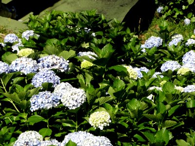 DSC00624 flickr