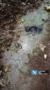 Colapsa planta de tratamiento de desechos sólidos en bosque municipal