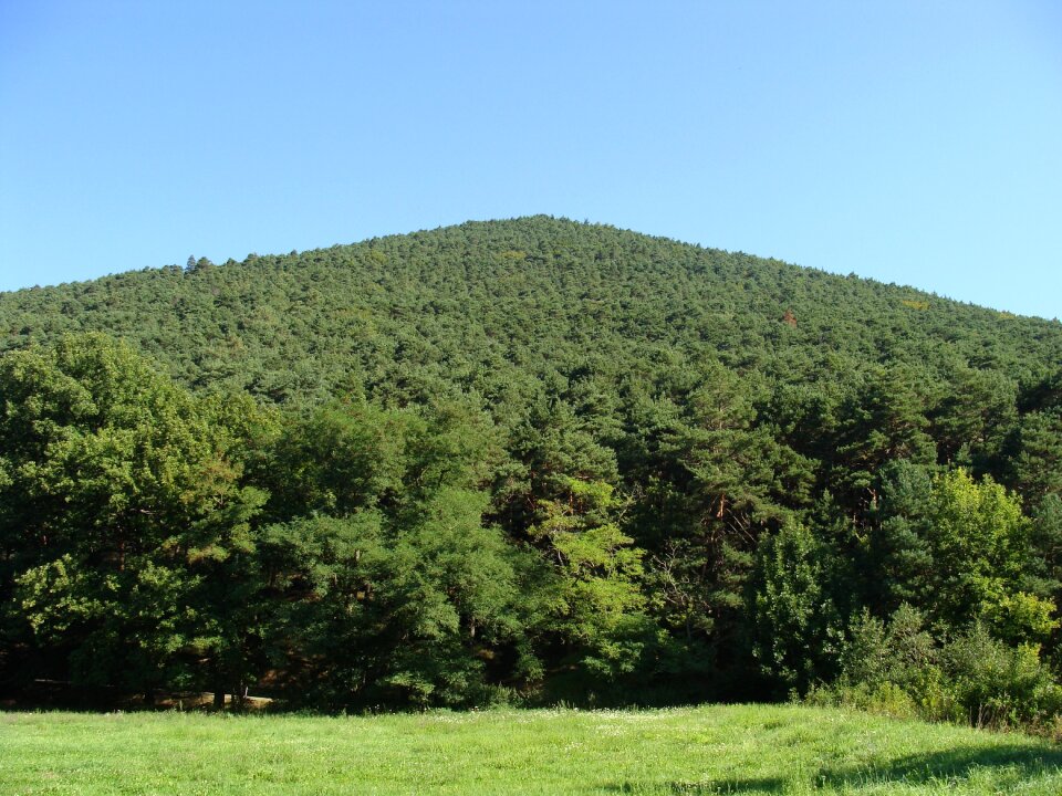 Mountain forest trees