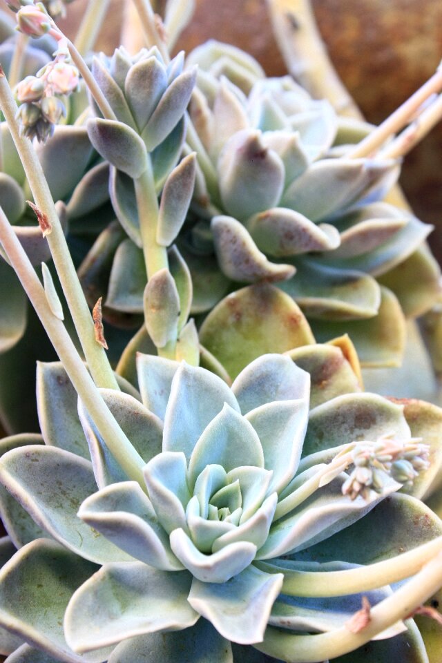 Nature flower garden