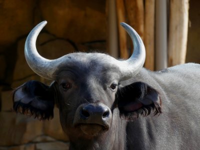 Kaapse buffel Antwerpen
