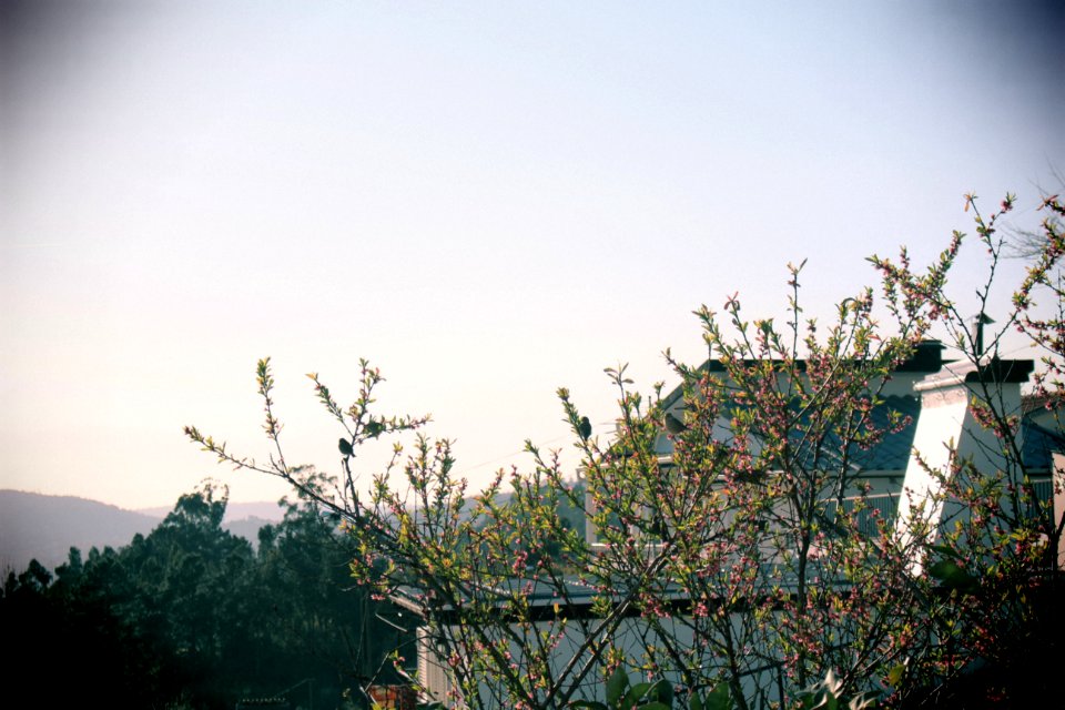 o poder das flores