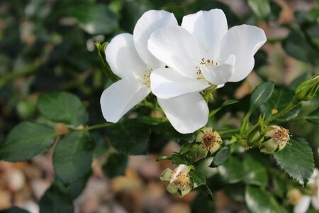 Flowers rose flower spring