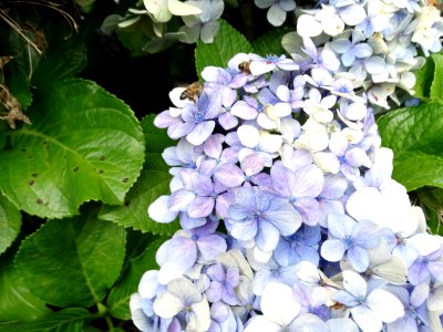 DSC00600 flickr