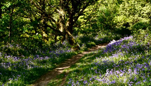 Hanna - Bluebells