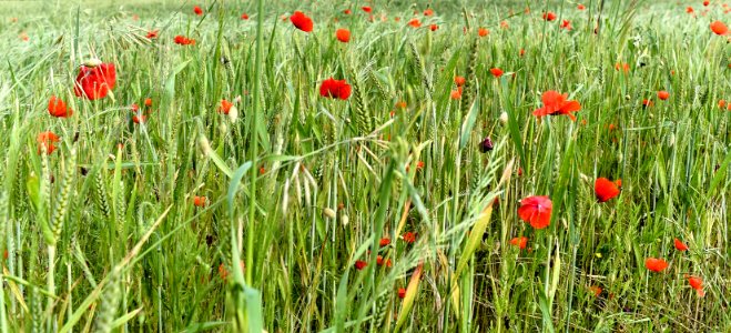 champ de blé et coquelicots - wheat field and poppies -  Weizenfeld und Mohn