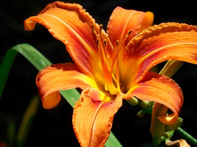 Lily flower nature