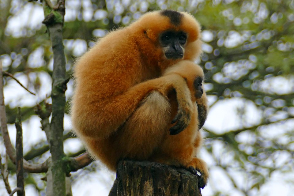gibbon met jong in Artis